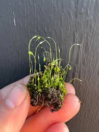 Attēlu rezultāti vaicājumam “Funaria hygrometrica”