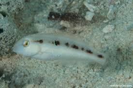 Image result for Xyrichtys novacula