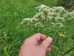 Image result for Heracleum sphondylium