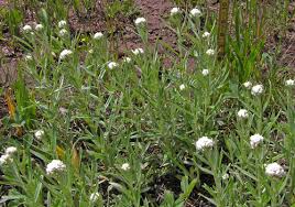 Attēlu rezultāti vaicājumam “Anaphalis margaritacea leaf”