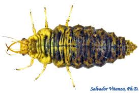 Attēlu rezultāti vaicājumam “Chrysopidae larva”