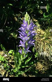 Image result for Campanula spicata