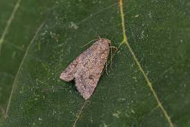 Attēlu rezultāti vaicājumam “Hadula trifolii”