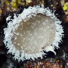 Attēlu rezultāti vaicājumam “Lachnella alboviolascens”