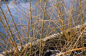 Attēlu rezultāti vaicājumam “Salix alba var. vitellina”