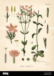 Image result for Centaurium erythraea