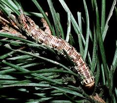 Attēlu rezultāti vaicājumam “Sphinx pinastri larva”