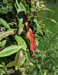 Attēlu rezultāti vaicājumam “Aesculus x neglecta flower”