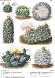 Image result for Cactaceae