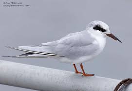 Image result for Sterna forsteri