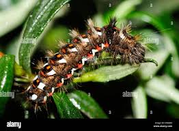 Attēlu rezultāti vaicājumam “Acronicta rumicis”