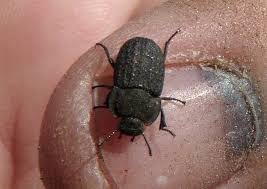 Attēlu rezultāti vaicājumam “Opatrum sabulosum”