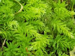 Attēlu rezultāti vaicājumam “Plagiomnium undulatum”