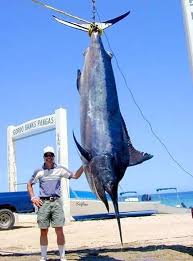 Image result for Istiompax indica