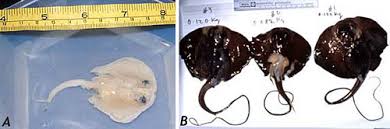 Image result for Pteroplatytrygon violacea