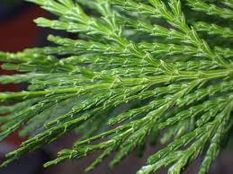 Attēlu rezultāti vaicājumam “Cnidium dubium leaf”