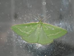 Attēlu rezultāti vaicājumam “Thetidia smaragdaria”