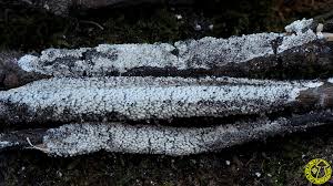 Attēlu rezultāti vaicājumam “Diderma crustaceum macro”