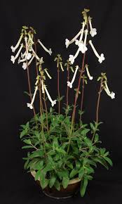 Image result for Sinningia