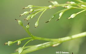 Attēlu rezultāti vaicājumam “Fraxinus pennsylvanica female flower”