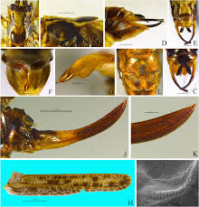 Attēlu rezultāti vaicājumam “Tettigoniodea”