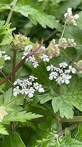 Image result for Anthriscus cerefolium