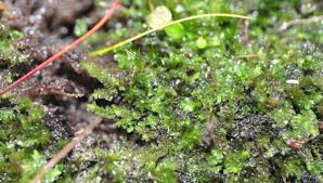 Attēlu rezultāti vaicājumam “Leiocolea collaris”