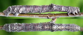 Attēlu rezultāti vaicājumam “Hypomecis roboraria”