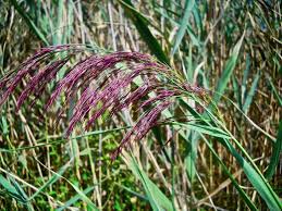 Attēlu rezultāti vaicājumam “Phragmites communis flower”