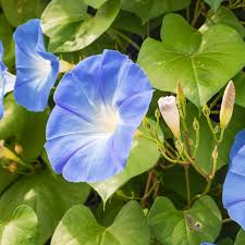 Image result for Ipomoea Heavenly Blue