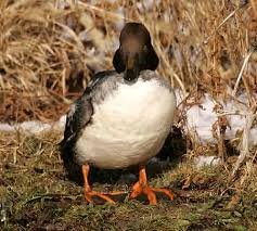 Attēlu rezultāti vaicājumam “Bucephala clangula juvenile”