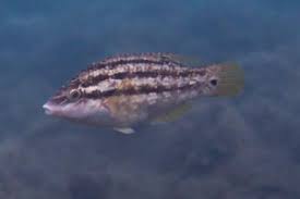 Image result for Symphodus melops