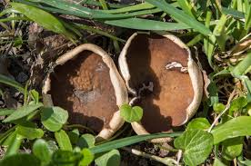 Attēlu rezultāti vaicājumam “Disciotis venosa”