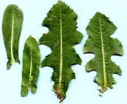 Attēlu rezultāti vaicājumam “Lactuca serriola”