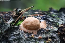 Attēlu rezultāti vaicājumam “Fuligo leviderma macro”