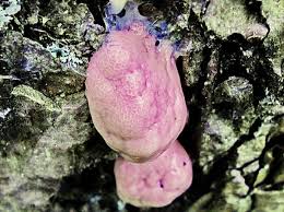 Attēlu rezultāti vaicājumam “Amaurochaete atra macro”