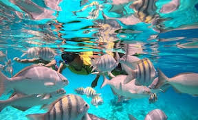 Image result for Stalybridge Snorkel Club