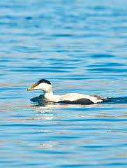 Attēlu rezultāti vaicājumam “Somateria mollissima male”