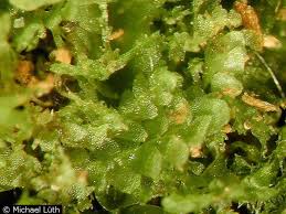 Attēlu rezultāti vaicājumam “Calypogeia suecica”