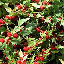 Image result for chenopodium foliosum