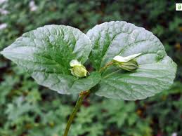 Attēlu rezultāti vaicājumam “Viola mirabilis leaf”