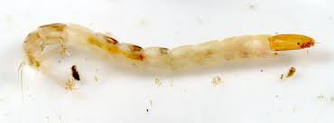 Attēlu rezultāti vaicājumam “Chironomidae larvae”