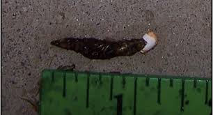 Image result for insect poop