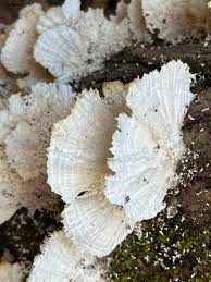 Attēlu rezultāti vaicājumam “Trametes suaveolens”