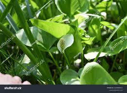 Attēlu rezultāti vaicājumam “Calla palustris”
