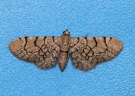 Attēlu rezultāti vaicājumam “Eupithecia venosata”