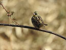Image result for Emberiza spodocephala