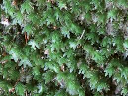 Attēlu rezultāti vaicājumam “Cinclidotus danubicus”