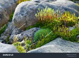 Attēlu rezultāti vaicājumam “Campylopus introflexus”