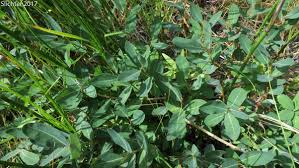 Attēlu rezultāti vaicājumam “Salix myrtilloides”